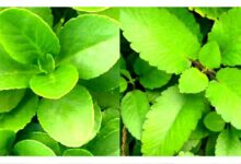 Spiritual Uses of Leaf of Life