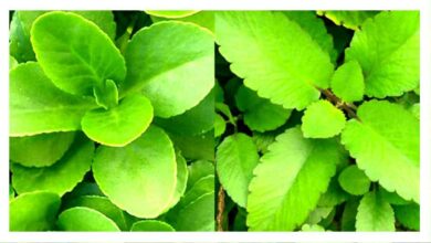 Spiritual Uses of Leaf of Life